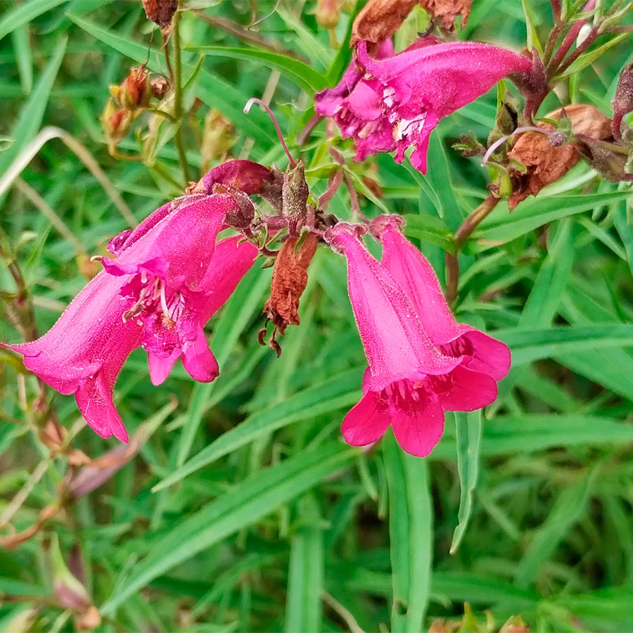 Превью изображения