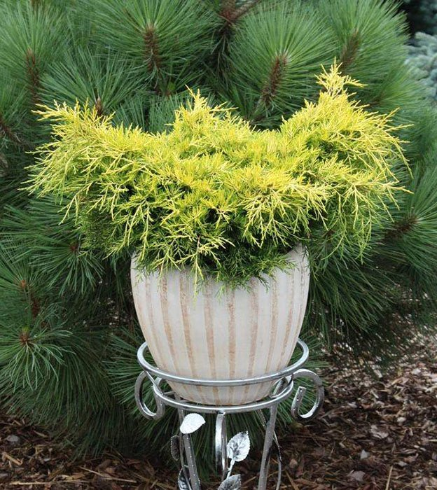 Превью изображения