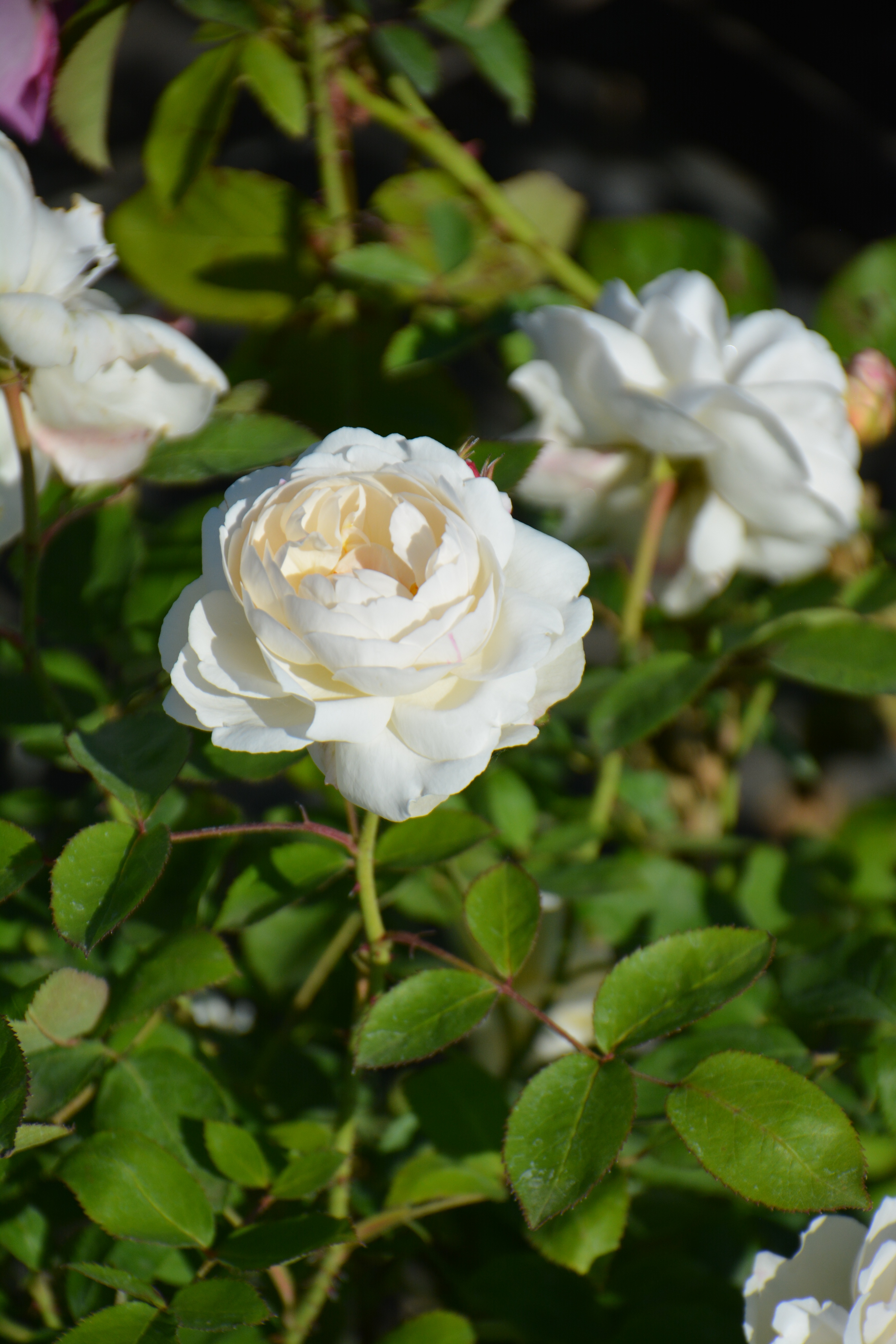 Превью изображения