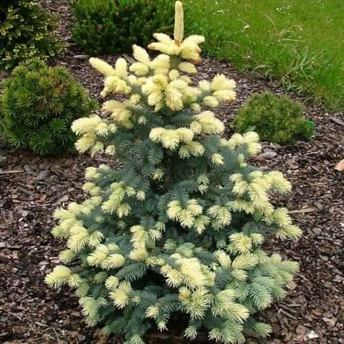 Превью изображения