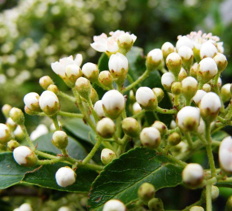 Превью изображения