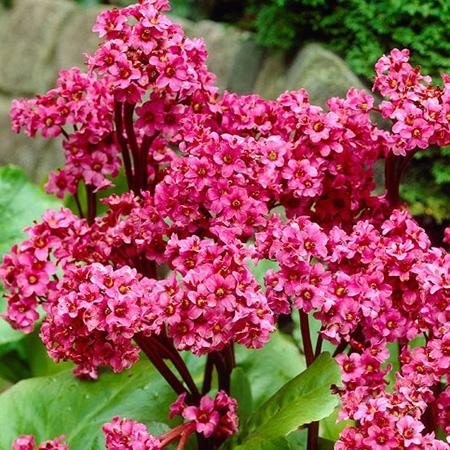 Превью изображения