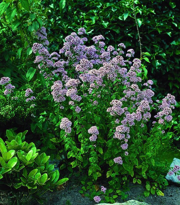 Превью изображения