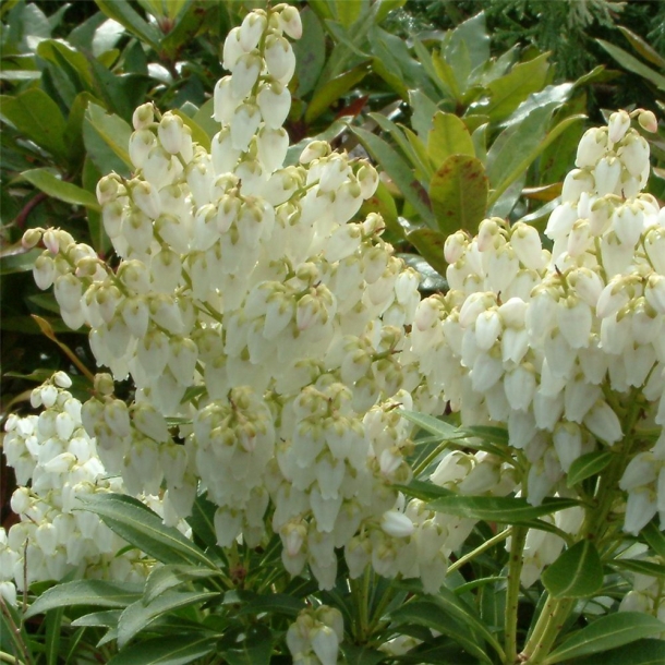 Превью изображения