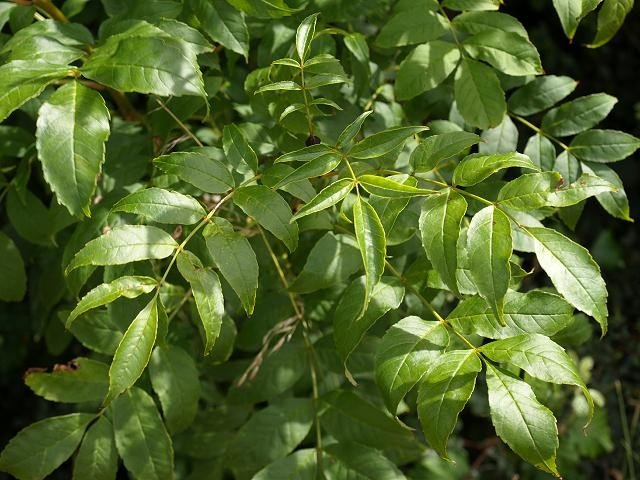 Превью изображения