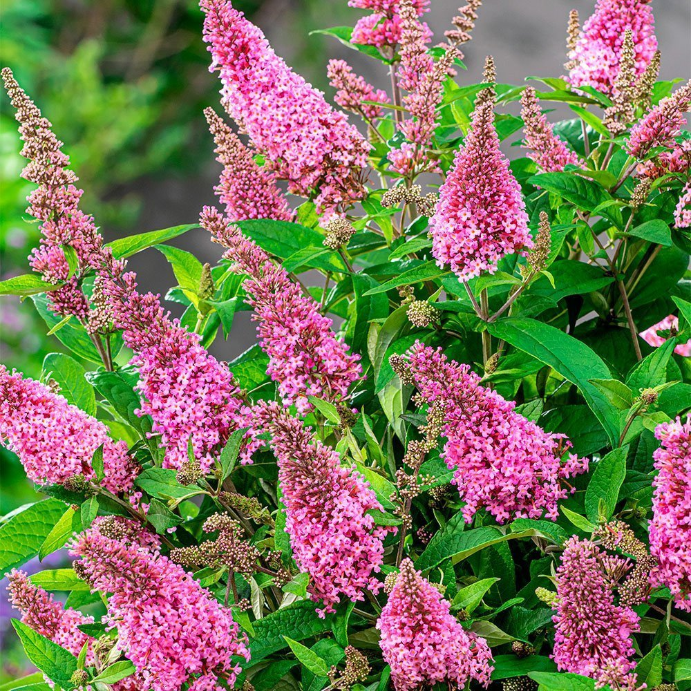 Превью изображения