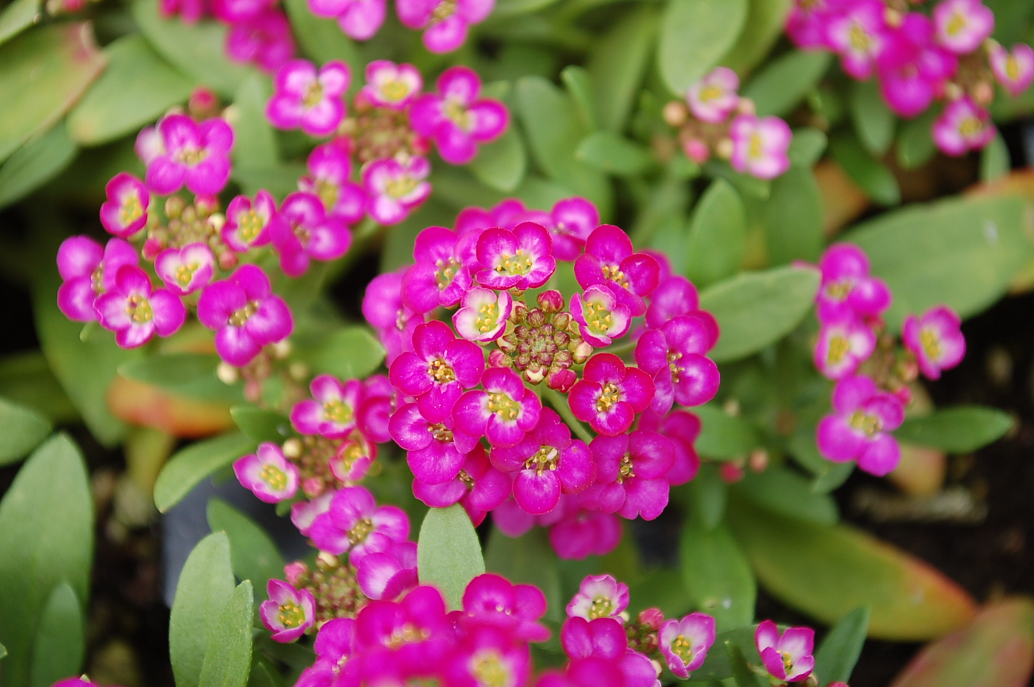 Превью изображения