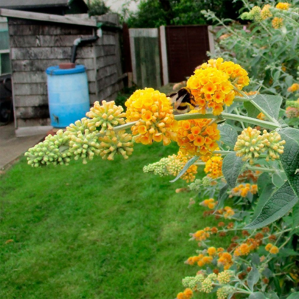 Превью изображения