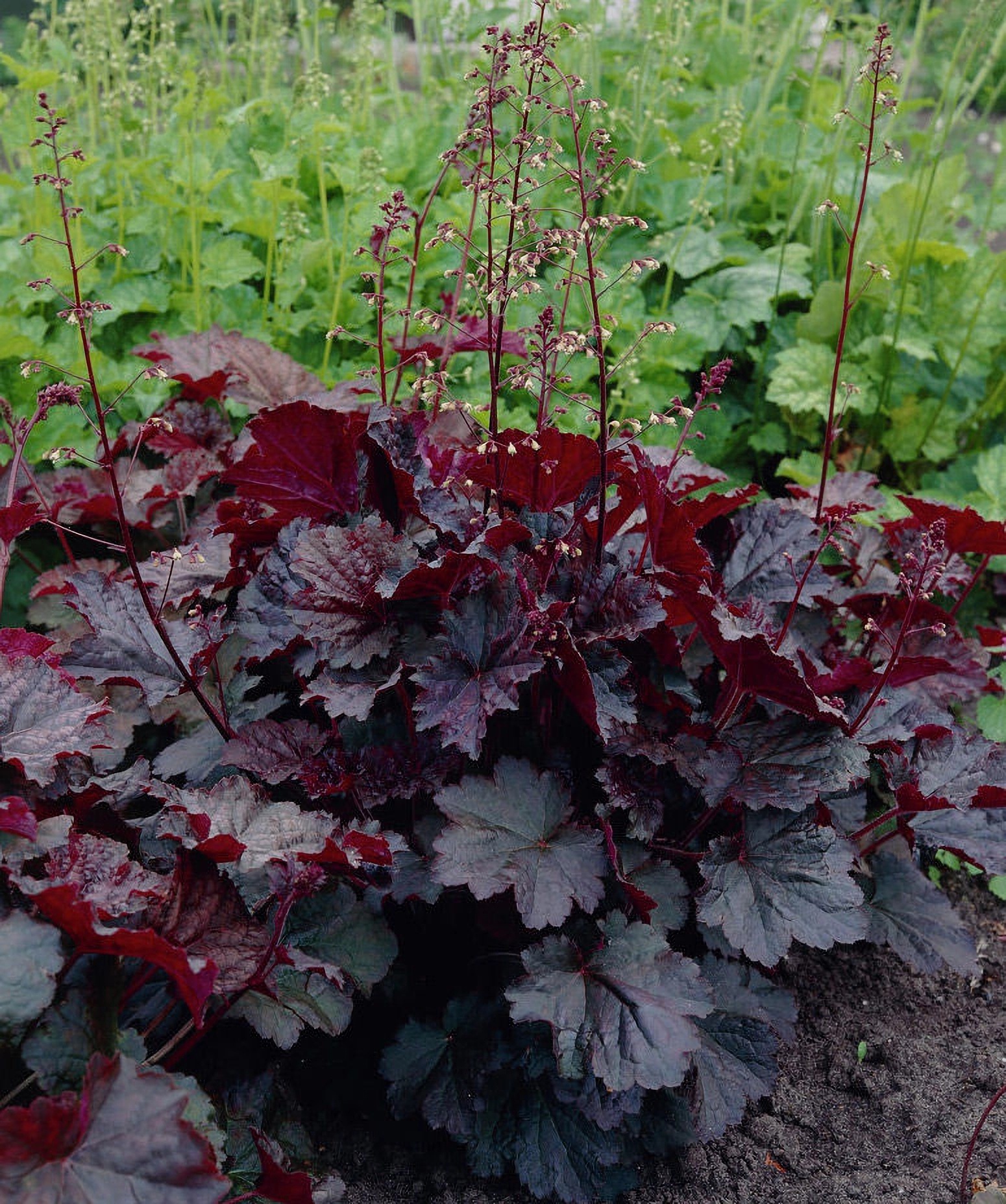 Превью изображения