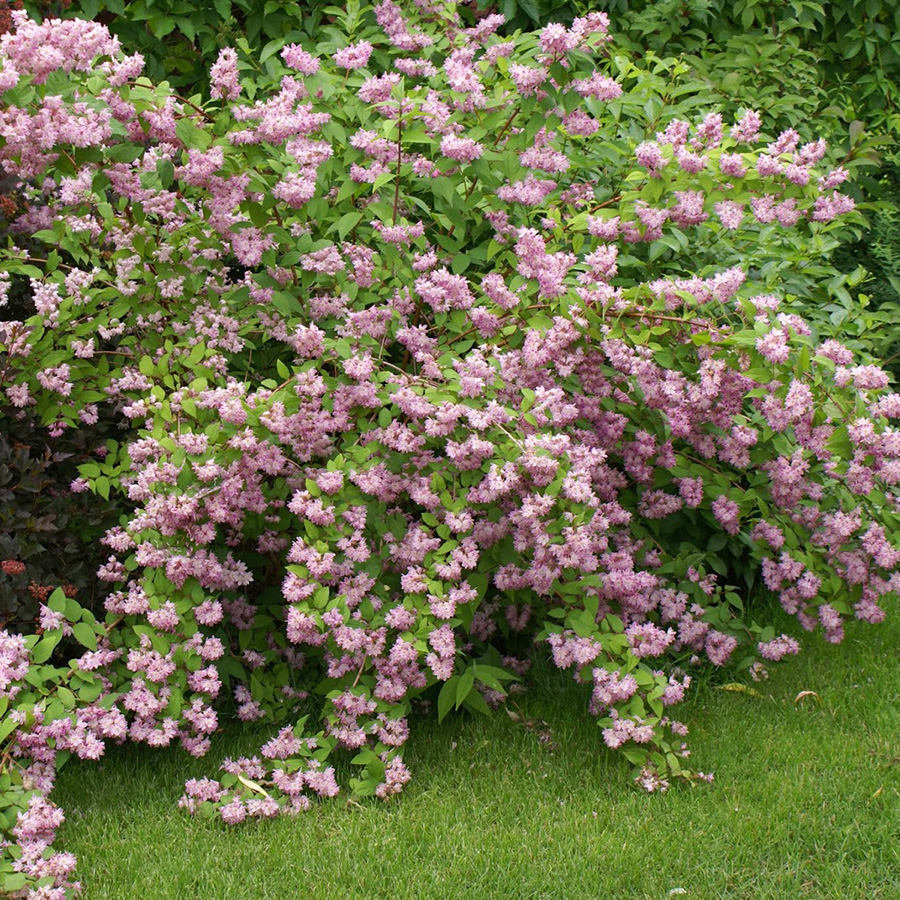 Превью изображения