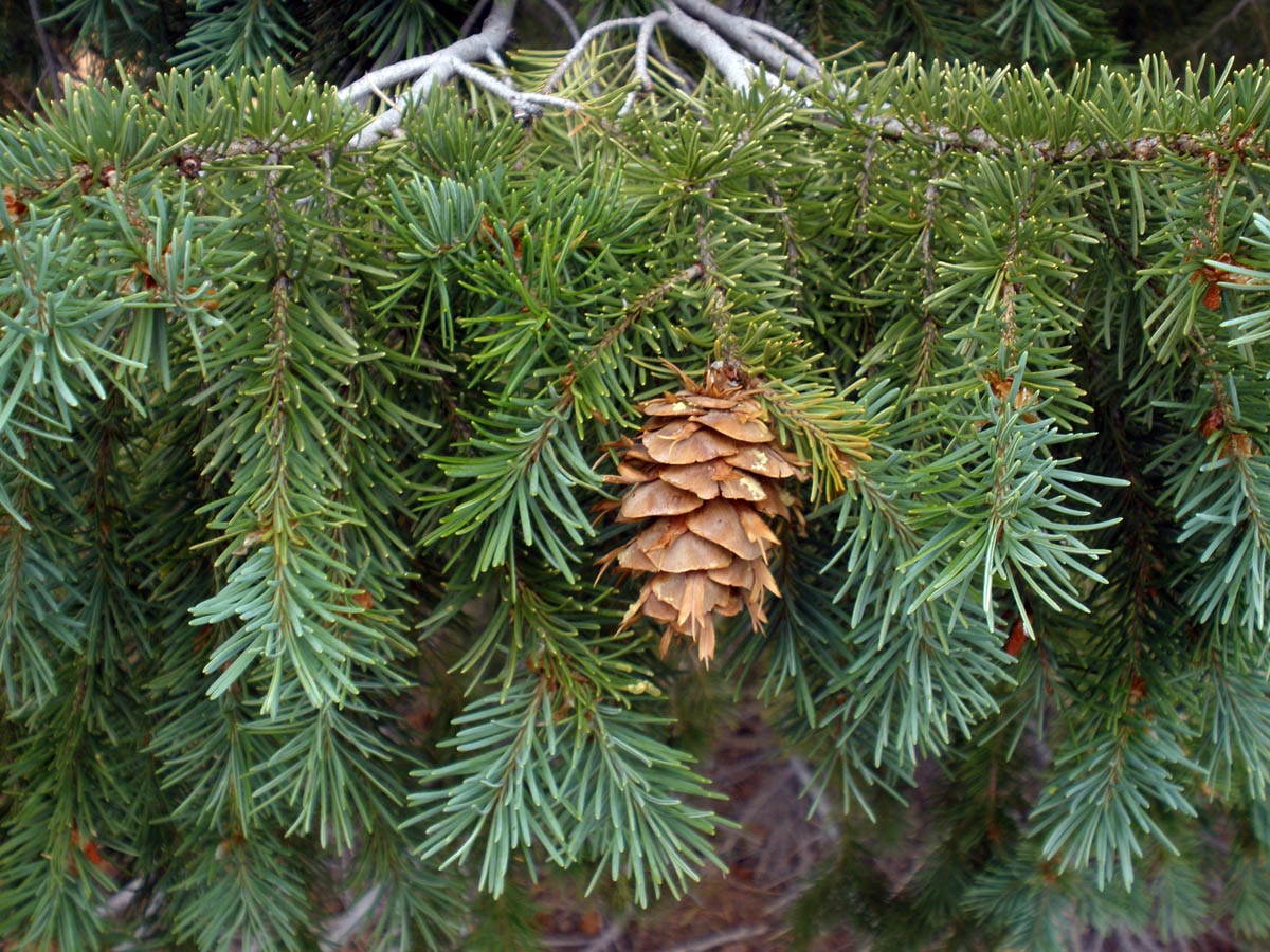 Превью изображения