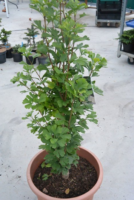 Превью изображения