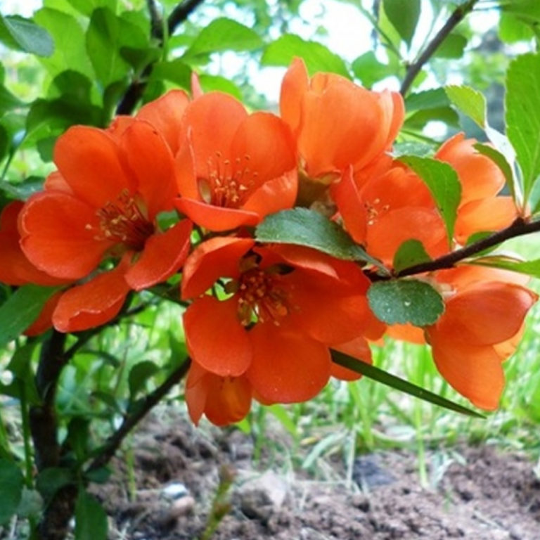 Превью изображения