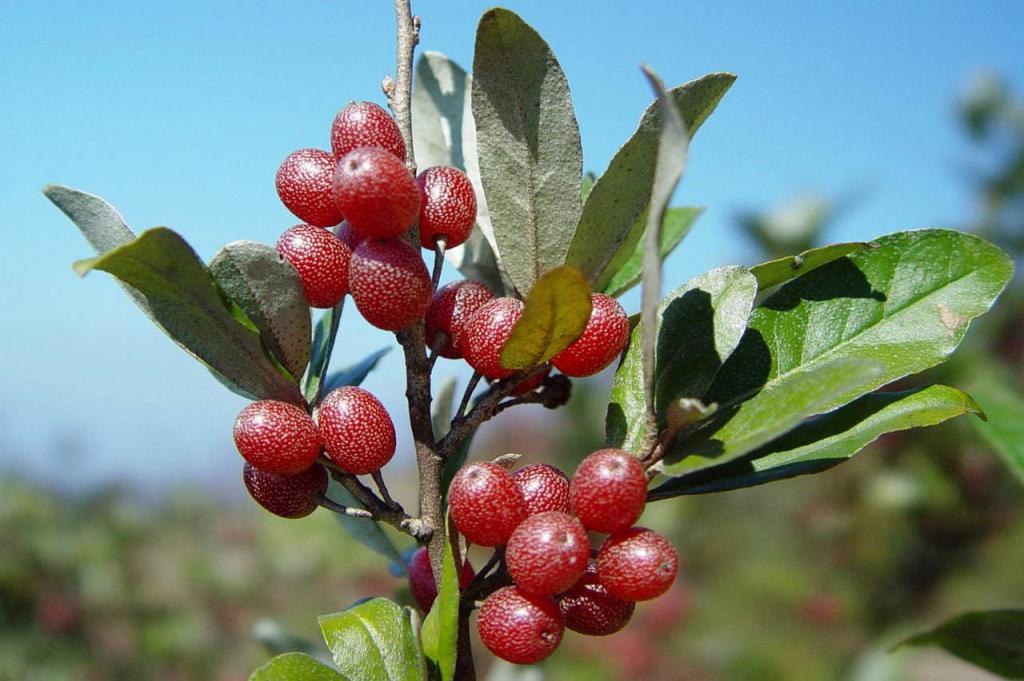 Превью изображения