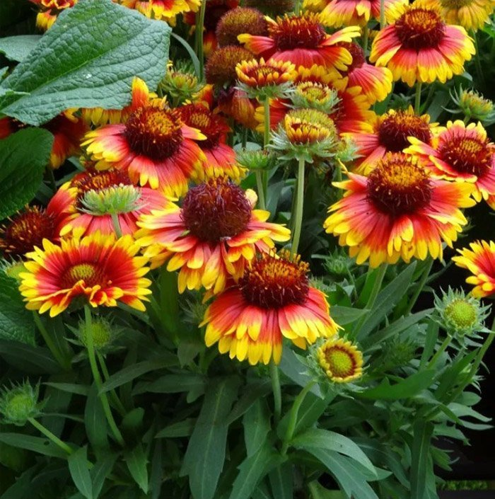 Превью изображения