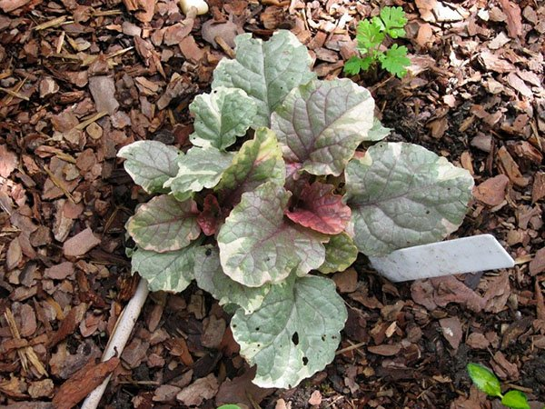 Превью изображения