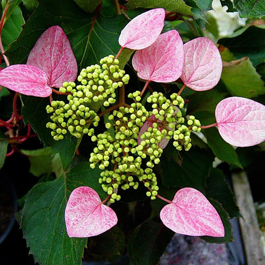 Превью изображения