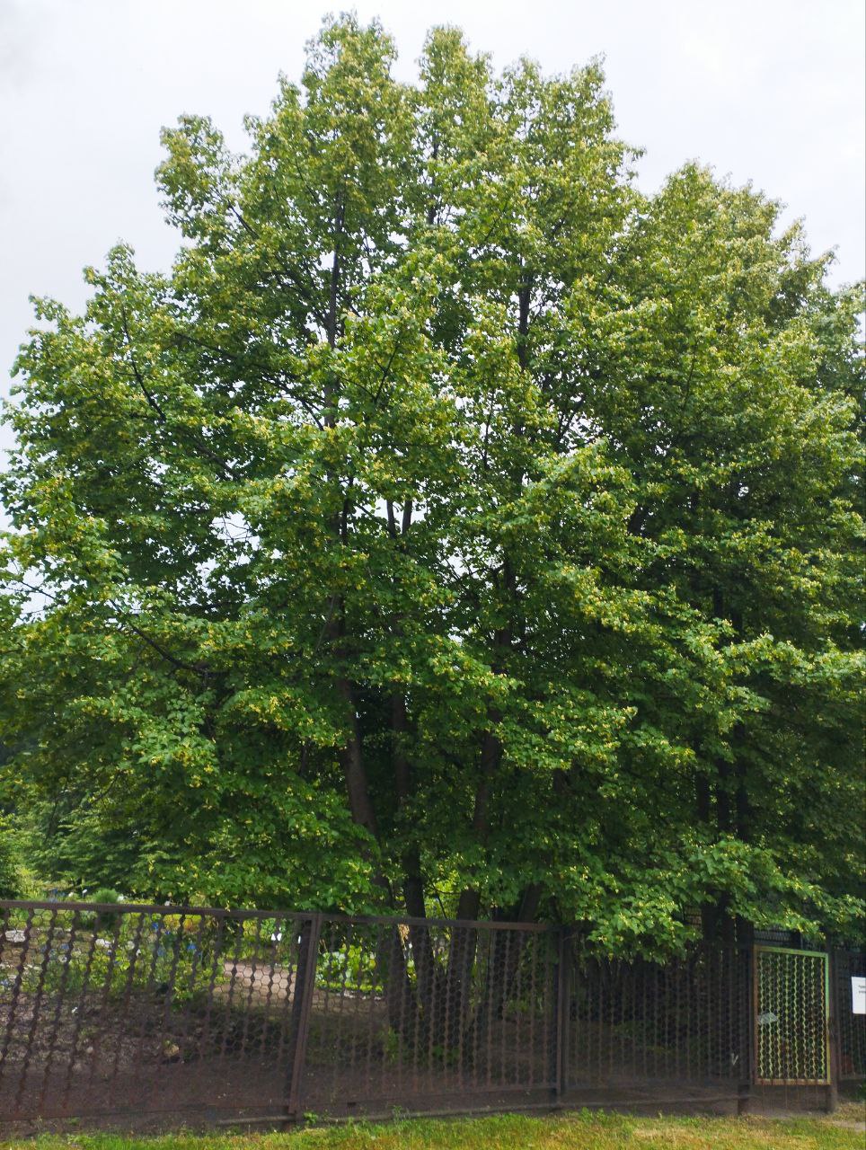 Превью изображения