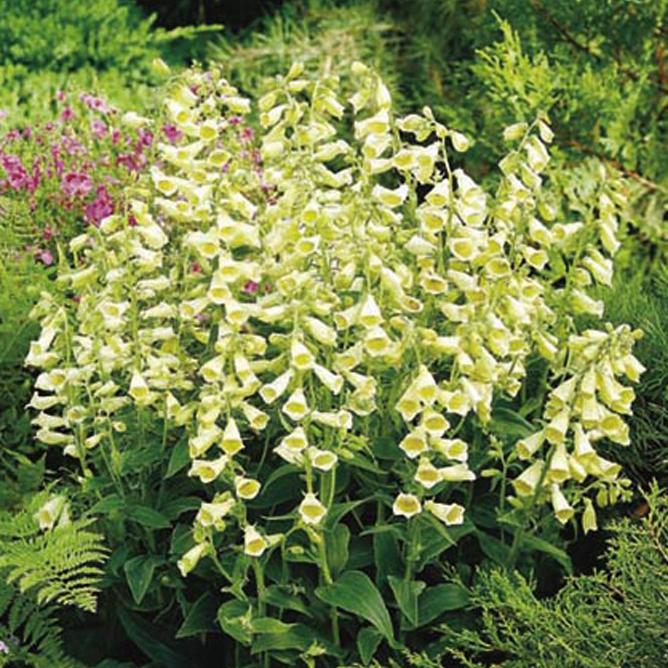 Превью изображения