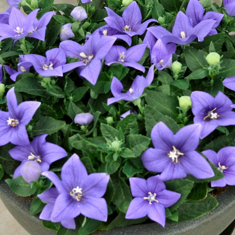 Превью изображения