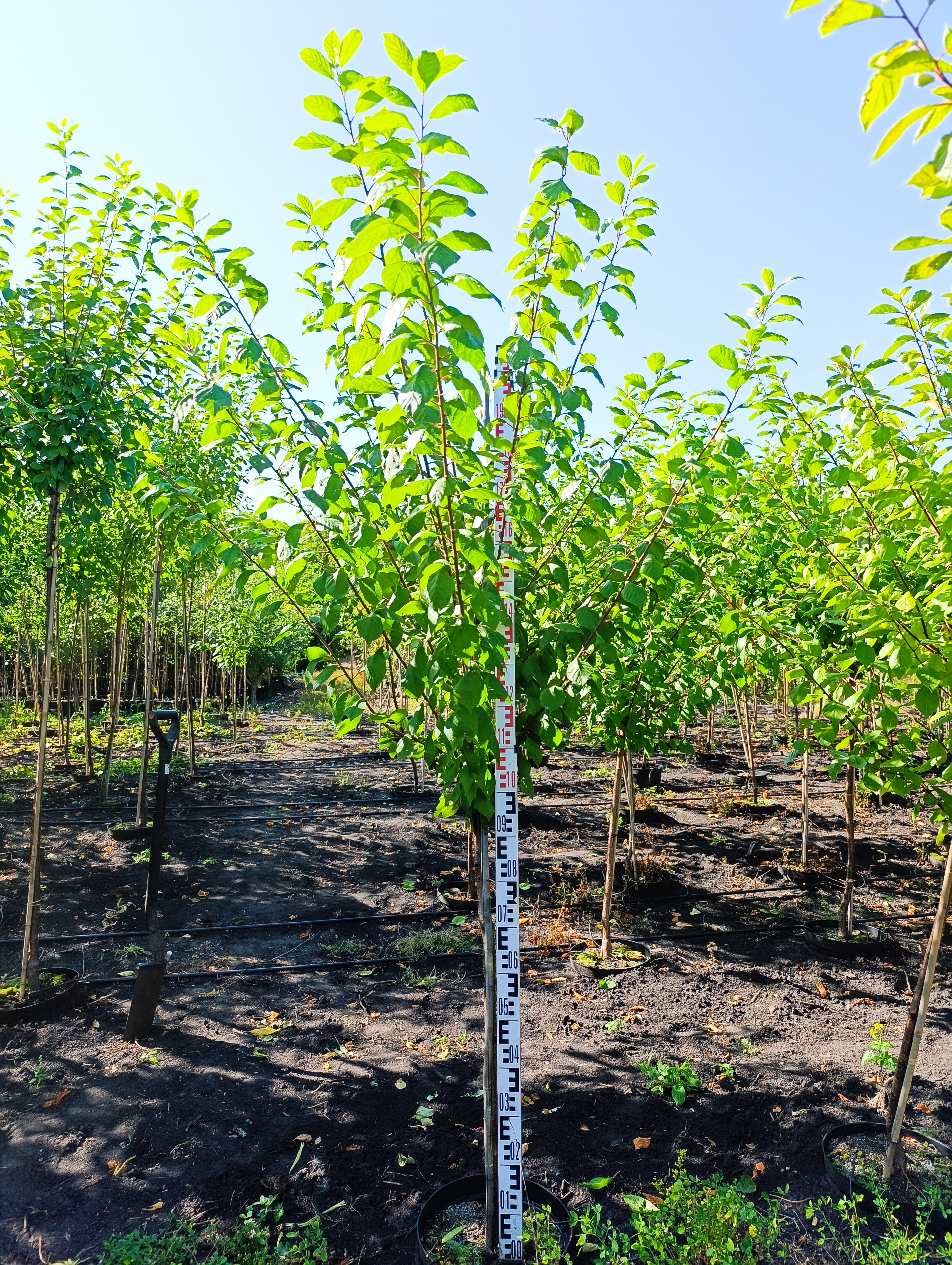 Превью изображения