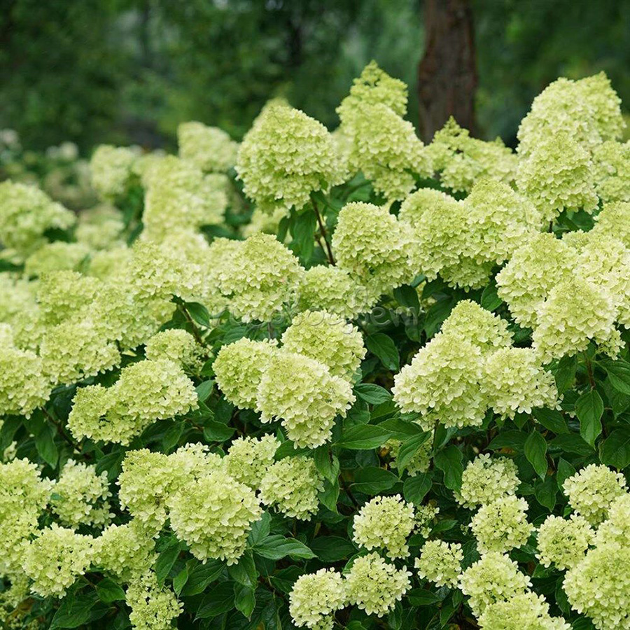 Превью изображения