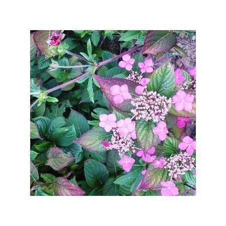 Превью изображения