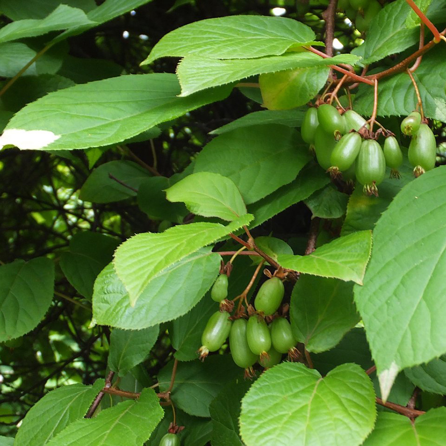 Превью изображения