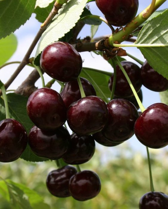 Превью изображения