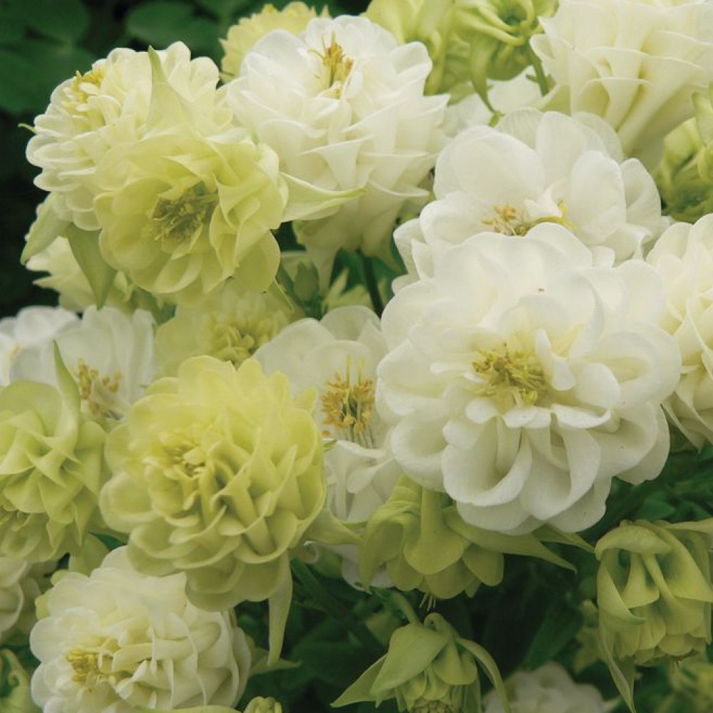 Превью изображения