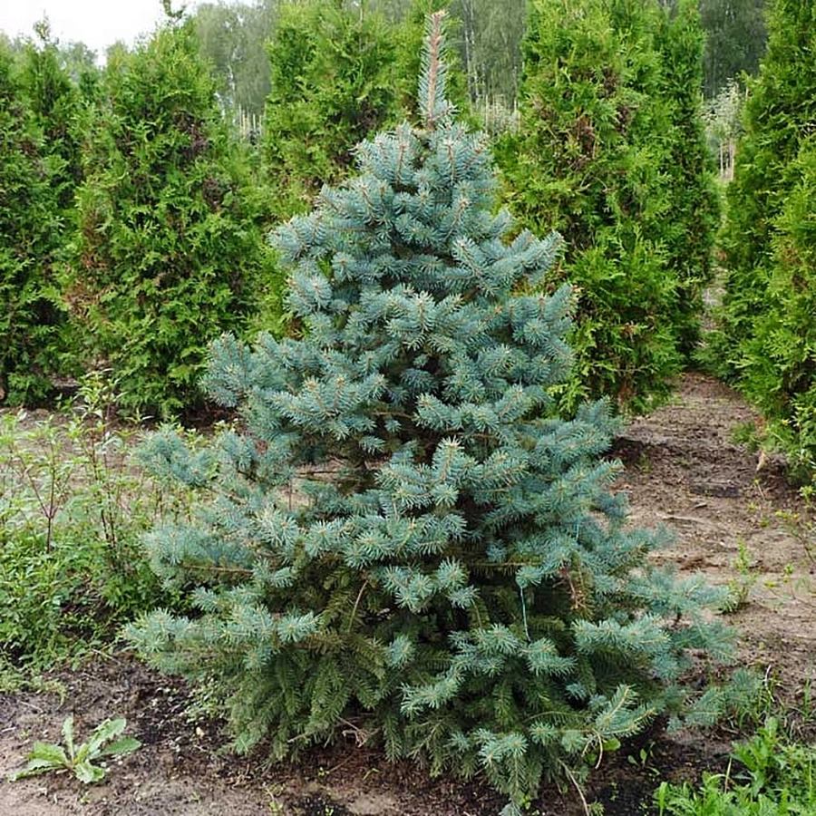 Превью изображения