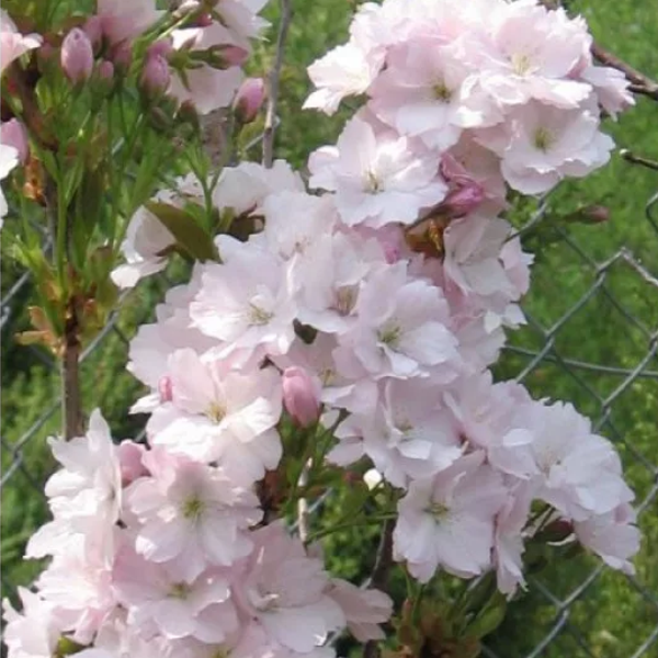 Превью изображения