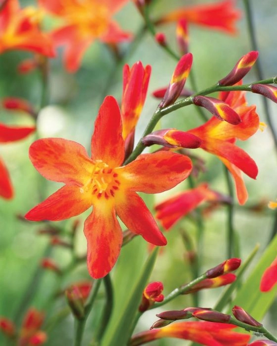 Превью изображения