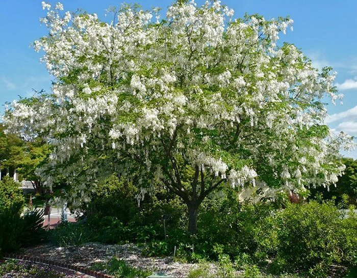 Превью изображения