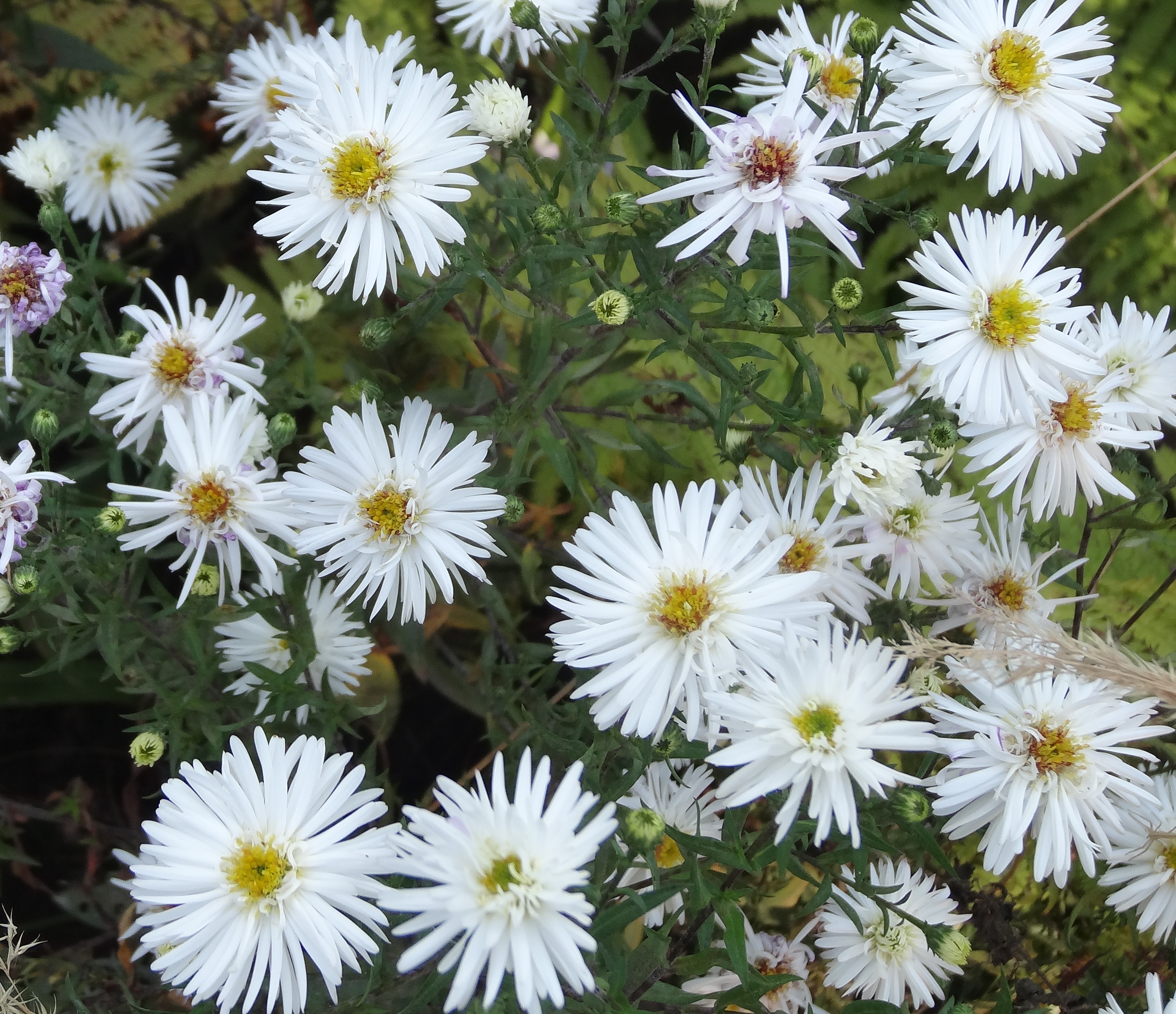 Превью изображения