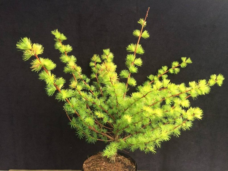 Превью изображения