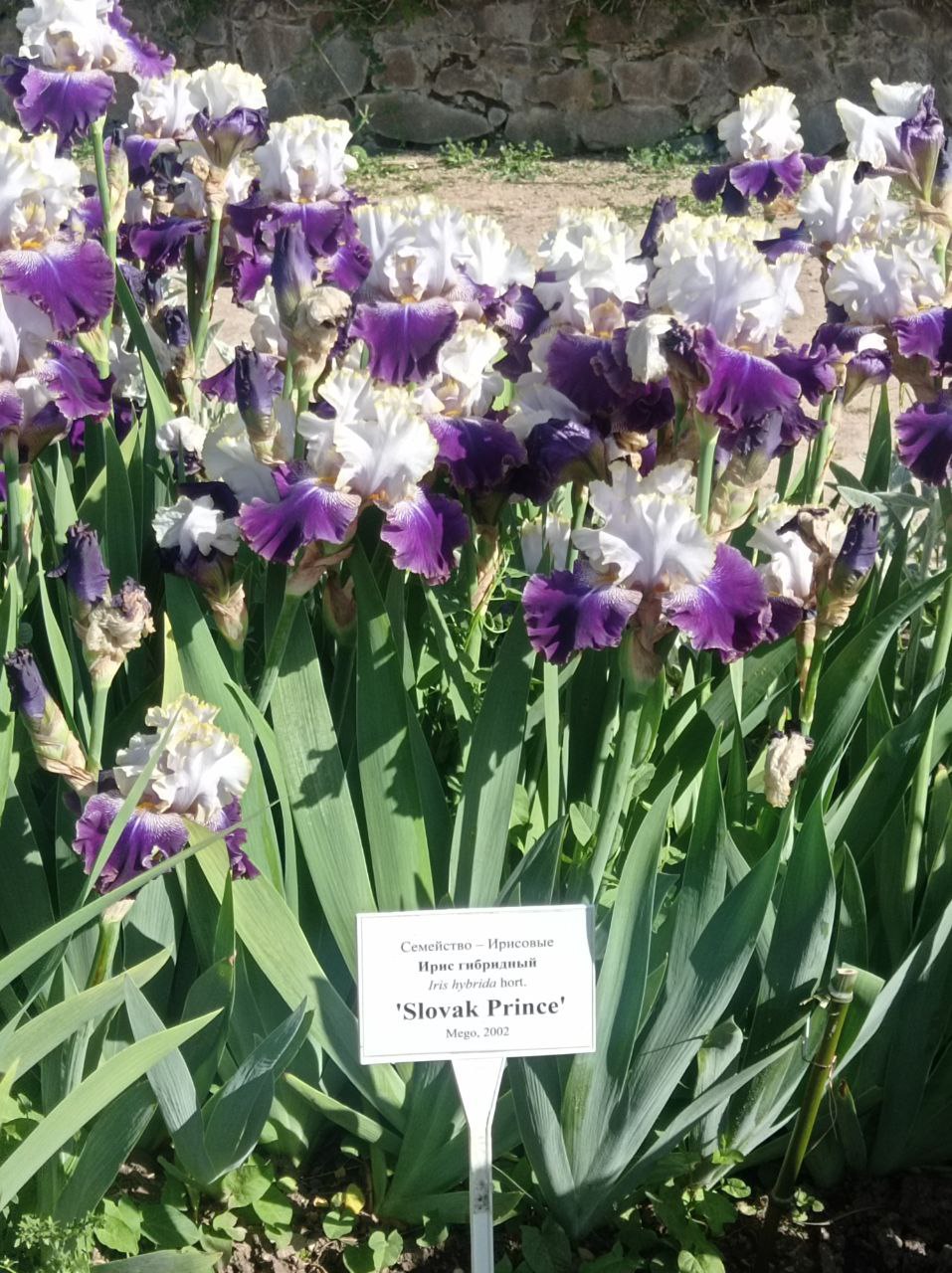 Превью изображения