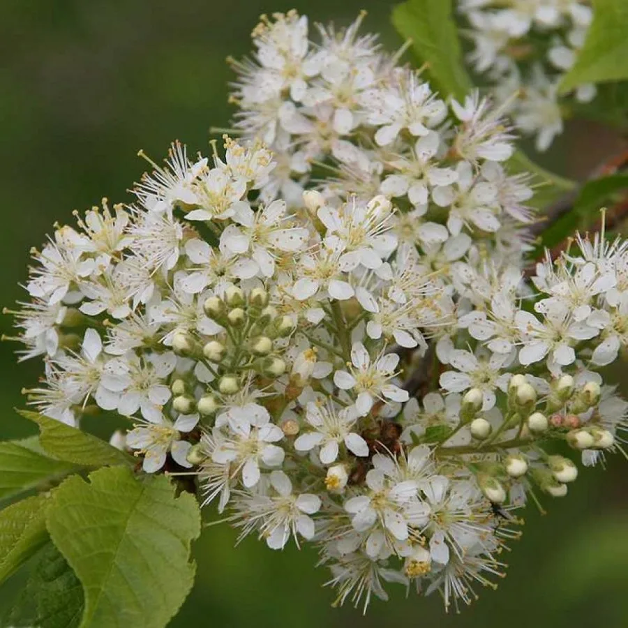 Превью изображения