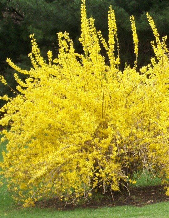 Превью изображения