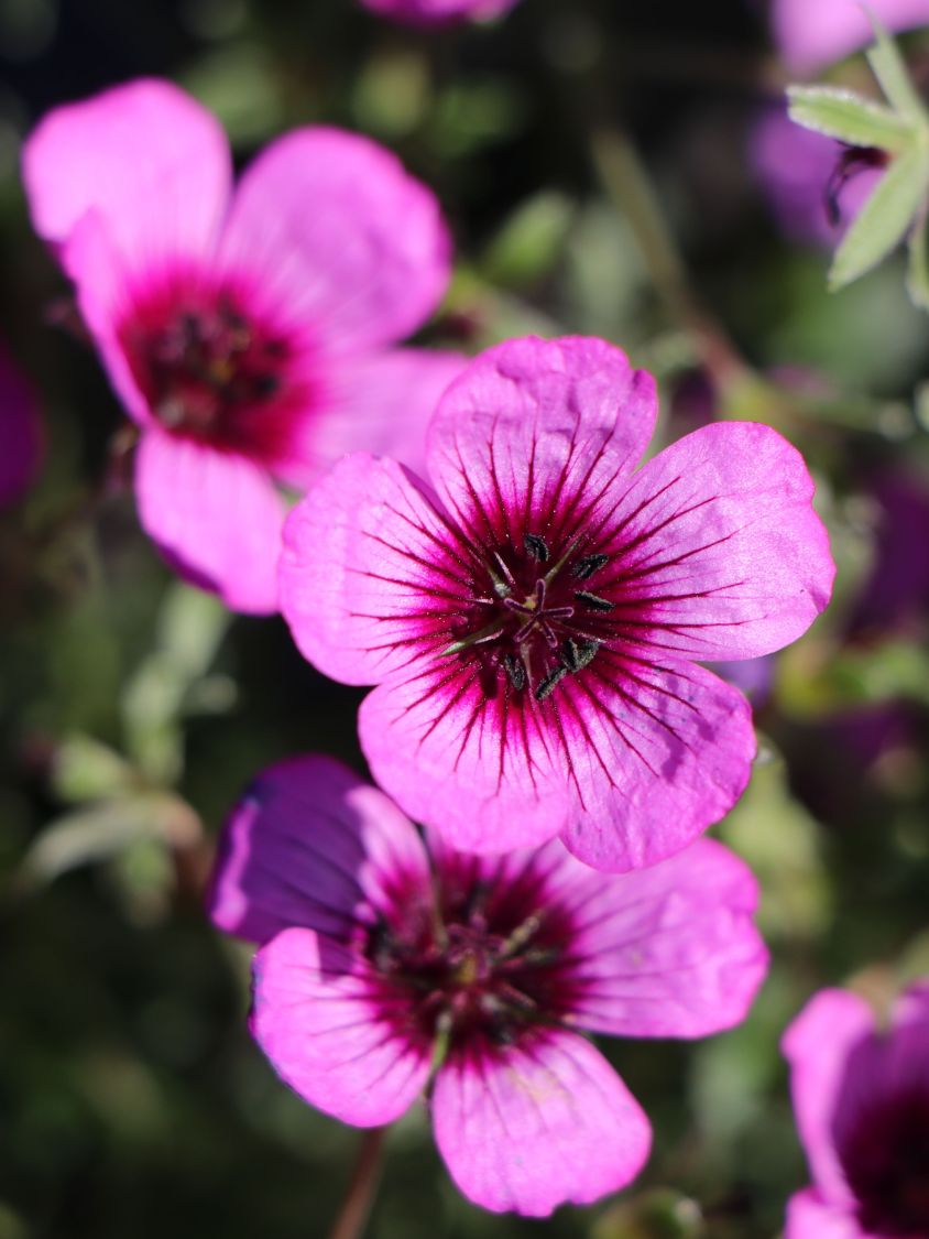 Превью изображения