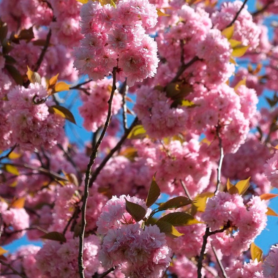 Превью изображения