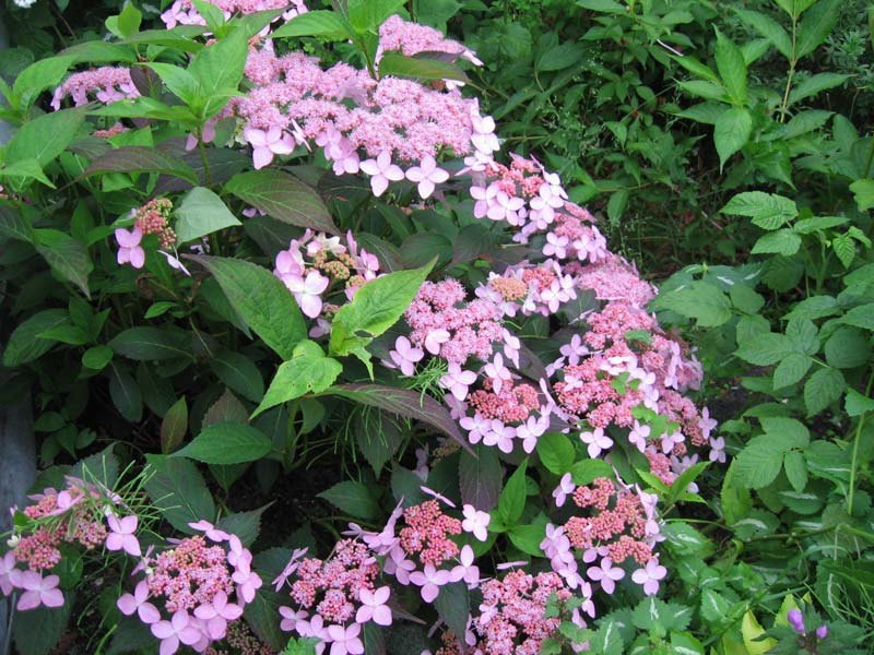 Превью изображения