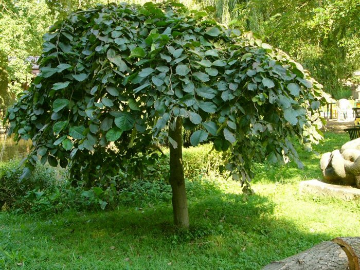 Превью изображения