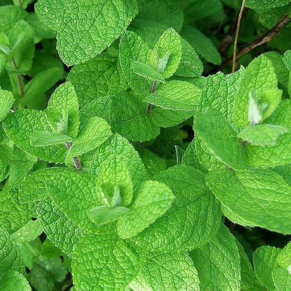 Превью изображения