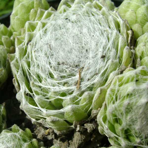 Превью изображения