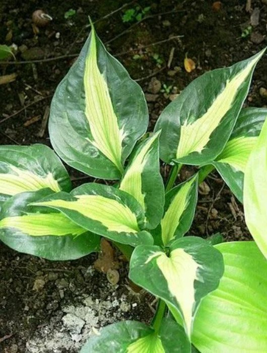 Превью изображения