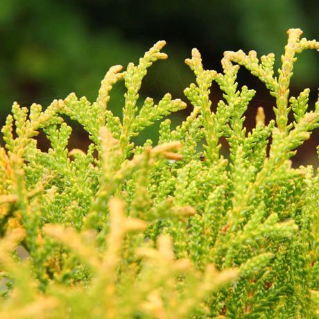 Превью изображения