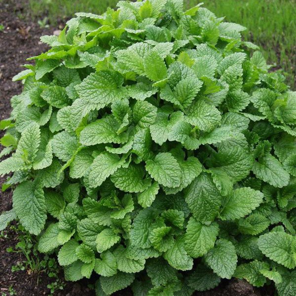 Превью изображения