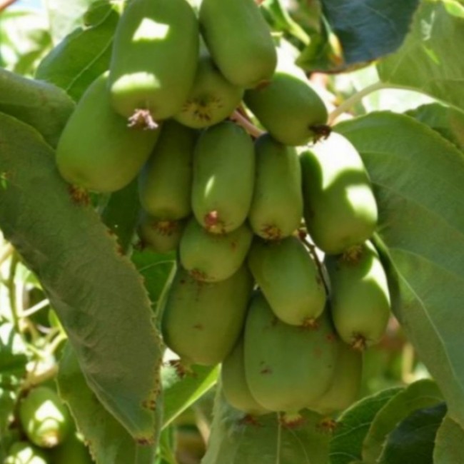 Превью изображения