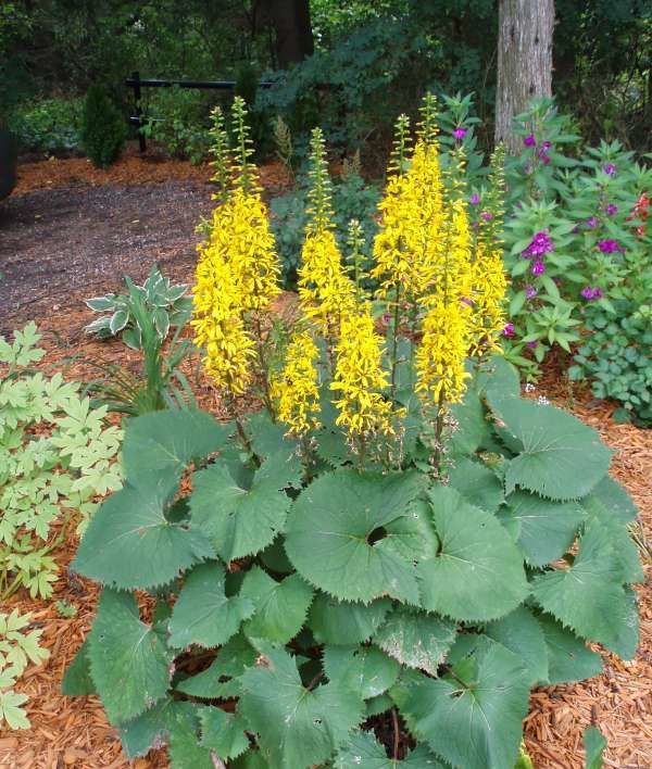 Превью изображения